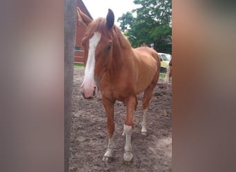 Hanoverian, Gelding, 4 years, 16,2 hh