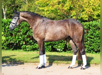 Hannoveraner, Wallach, 4 Jahre, 16,2 hh, Schimmel