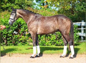 Hannoveraner, Wallach, 4 Jahre, 16,2 hh, Schimmel