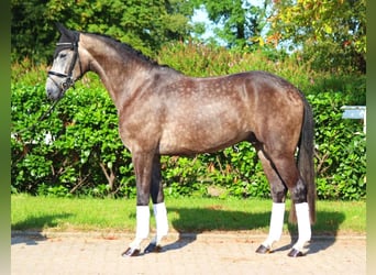 Hannoveraner, Wallach, 4 Jahre, 16,2 hh, Schimmel