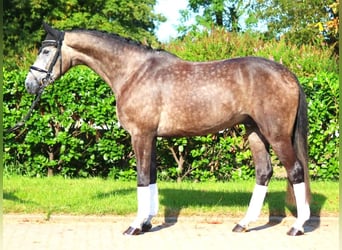 Hannoveraner, Wallach, 4 Jahre, 16,2 hh, Schimmel