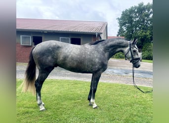 Hanoverian, Gelding, 4 years, 16.2 hh, Grey-Dapple