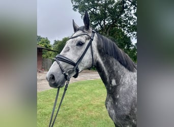 Hanoverian, Gelding, 4 years, 16.2 hh, Grey-Dapple