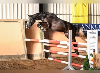 Hanoverian, Gelding, 4 years, 16.2 hh, Grey-Dapple