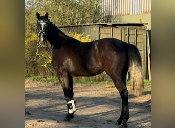 Hanoverian, Gelding, 4 years, 16.2 hh, Grey-Dapple
