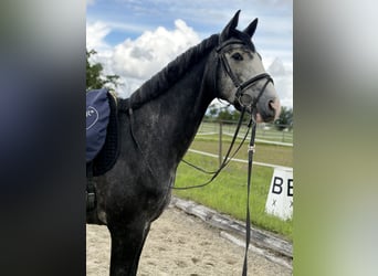 Hanoverian, Gelding, 4 years, 16.2 hh, Grey-Dark-Tan