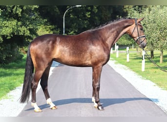 Hanoverian, Gelding, 4 years, 16,3 hh, Bay-Dark