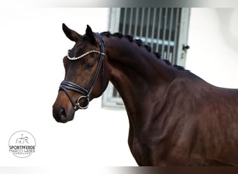 Hanoverian, Gelding, 4 years, 16.3 hh, Bay-Dark