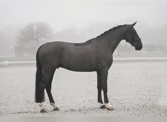 Hanoverian, Gelding, 4 years, 16,3 hh, Black