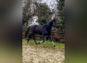 Hanoverian, Gelding, 4 years, 16,3 hh, Black