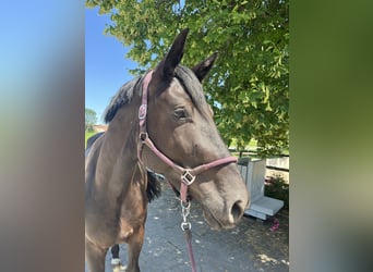 Hanoverian, Gelding, 4 years, 16.3 hh, Black