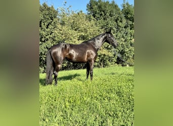 Hanoverian, Gelding, 4 years, 16,3 hh, Black