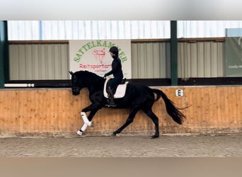 Hanoverian, Gelding, 4 years, 16,3 hh, Black