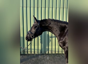 Hanoverian, Gelding, 4 years, 16,3 hh, Black