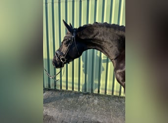 Hanoverian, Gelding, 4 years, 16,3 hh, Black