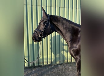 Hanoverian, Gelding, 4 years, 16,3 hh, Black