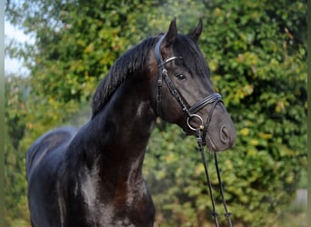 Hanoverian, Gelding, 4 years, 16,3 hh, Black