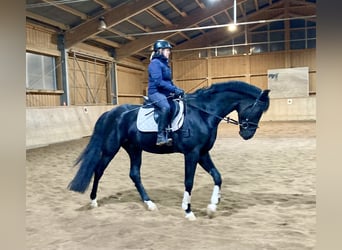 Hanoverian, Gelding, 4 years, 16,3 hh, Black