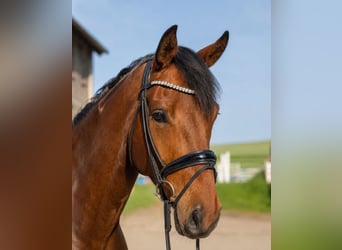 Hanoverian, Gelding, 4 years, 16.3 hh, Brown
