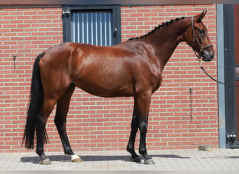 Hanoverian, Gelding, 4 years, 16.3 hh, Brown
