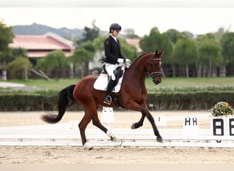 Hanoverian, Gelding, 4 years, 16,3 hh, Brown