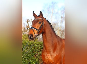 Hanoverian, Gelding, 4 years, 16,3 hh, Brown