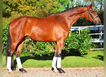 Hanoverian, Gelding, 4 years, 16,3 hh, Brown