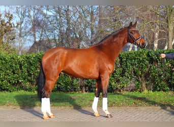 Hanoverian, Gelding, 4 years, 16,3 hh, Brown