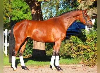 Hanoverian, Gelding, 4 years, 16,3 hh, Brown