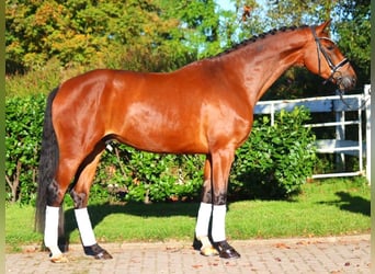 Hanoverian, Gelding, 4 years, 16,3 hh, Brown