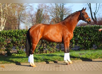 Hanoverian, Gelding, 4 years, 16,3 hh, Brown