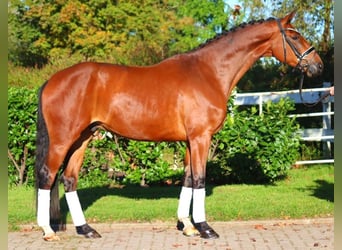 Hanoverian, Gelding, 4 years, 16,3 hh, Brown