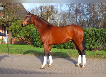 Hanoverian, Gelding, 4 years, 16,3 hh, Brown