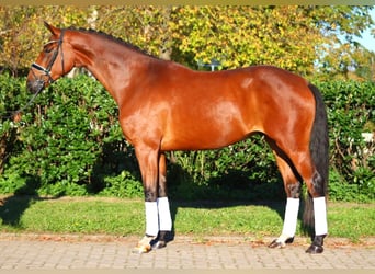 Hanoverian, Gelding, 4 years, 16,3 hh, Brown