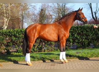 Hanoverian, Gelding, 4 years, 16,3 hh, Brown