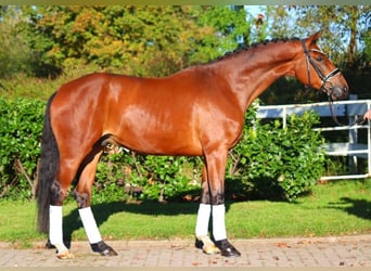 Hanoverian, Gelding, 4 years, 16,3 hh, Brown