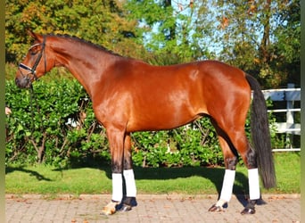 Hanoverian, Gelding, 4 years, 16,3 hh, Brown