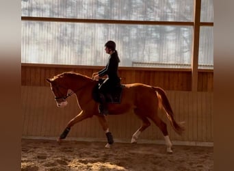 Hanoverian, Gelding, 4 years, 16.3 hh, Chestnut-Red