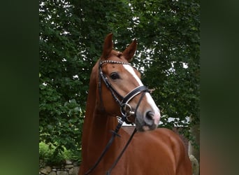 Hanoverian, Gelding, 4 years, 16,3 hh, Chestnut-Red