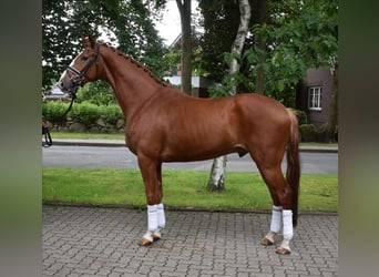 Hanoverian, Gelding, 4 years, 16,3 hh, Chestnut-Red