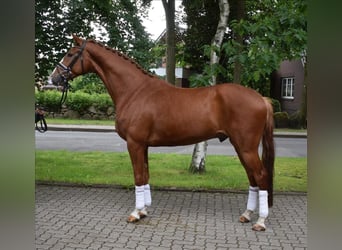 Hanoverian, Gelding, 4 years, 16,3 hh, Chestnut-Red