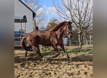 Hanoverian, Gelding, 4 years, 16.3 hh, Chestnut-Red