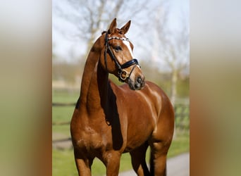 Hanoverian, Gelding, 4 years, 16.3 hh, Chestnut-Red