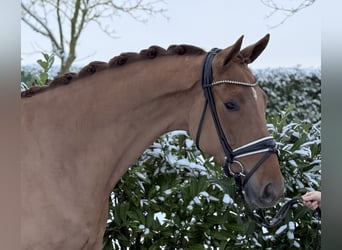 Hanoverian, Gelding, 4 years, 16.3 hh, Chestnut-Red