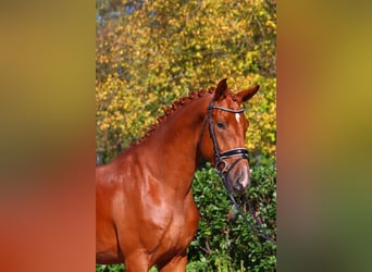 Hanoverian, Gelding, 4 years, 16,3 hh, Chestnut-Red