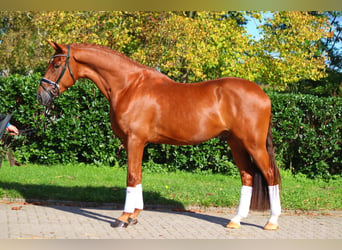 Hanoverian, Gelding, 4 years, 16,3 hh, Chestnut-Red