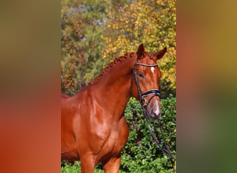 Hanoverian, Gelding, 4 years, 16,3 hh, Chestnut-Red