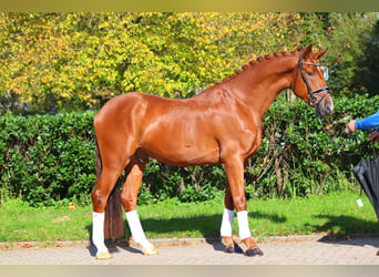 Hanoverian, Gelding, 4 years, 16,3 hh, Chestnut-Red