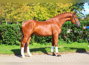 Hanoverian, Gelding, 4 years, 16,3 hh, Chestnut-Red