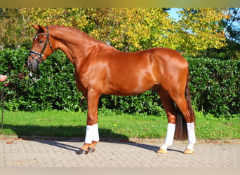 Hanoverian, Gelding, 4 years, 16,3 hh, Chestnut-Red